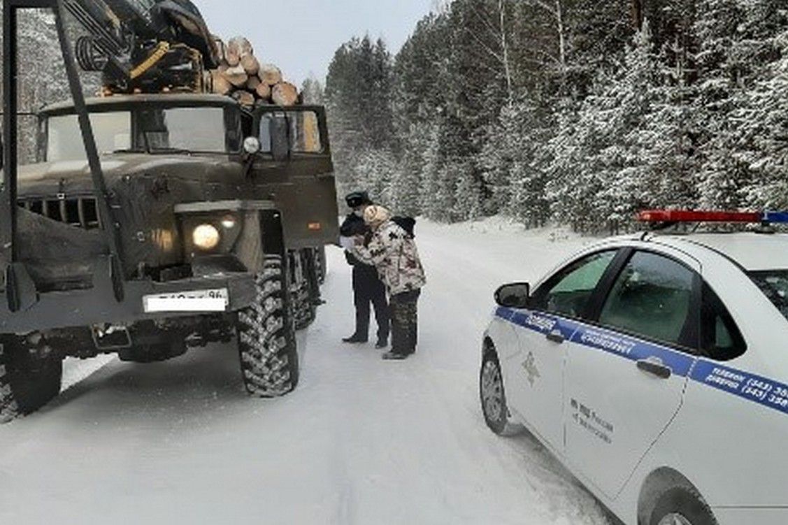 В прошлом году в регионе завели 38 уголовных дел за вырубку леса -  «Уральский рабочий»